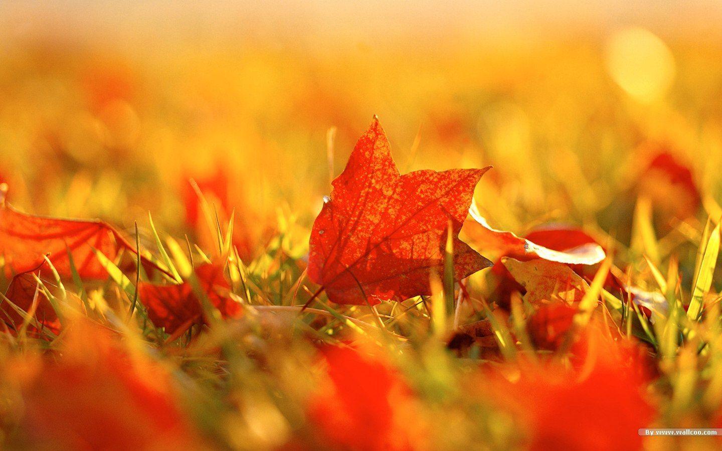 beautiful autumn desktop wallpaper