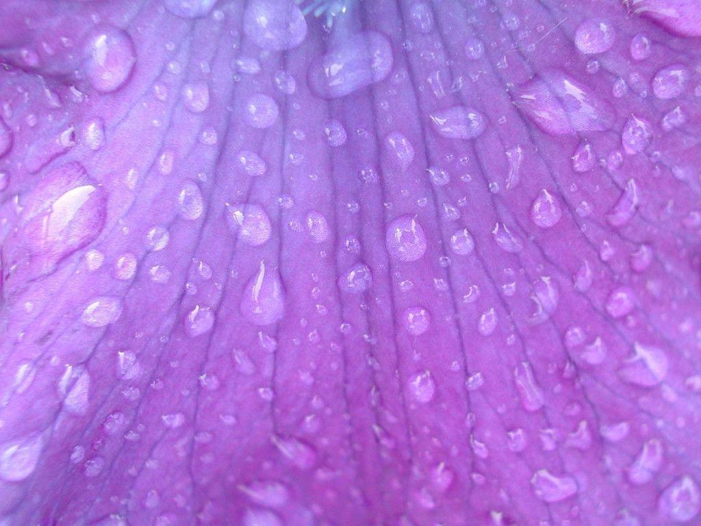 Desktop Wallpaper · Gallery · Windows 7 · Raindrop on Lilac flower