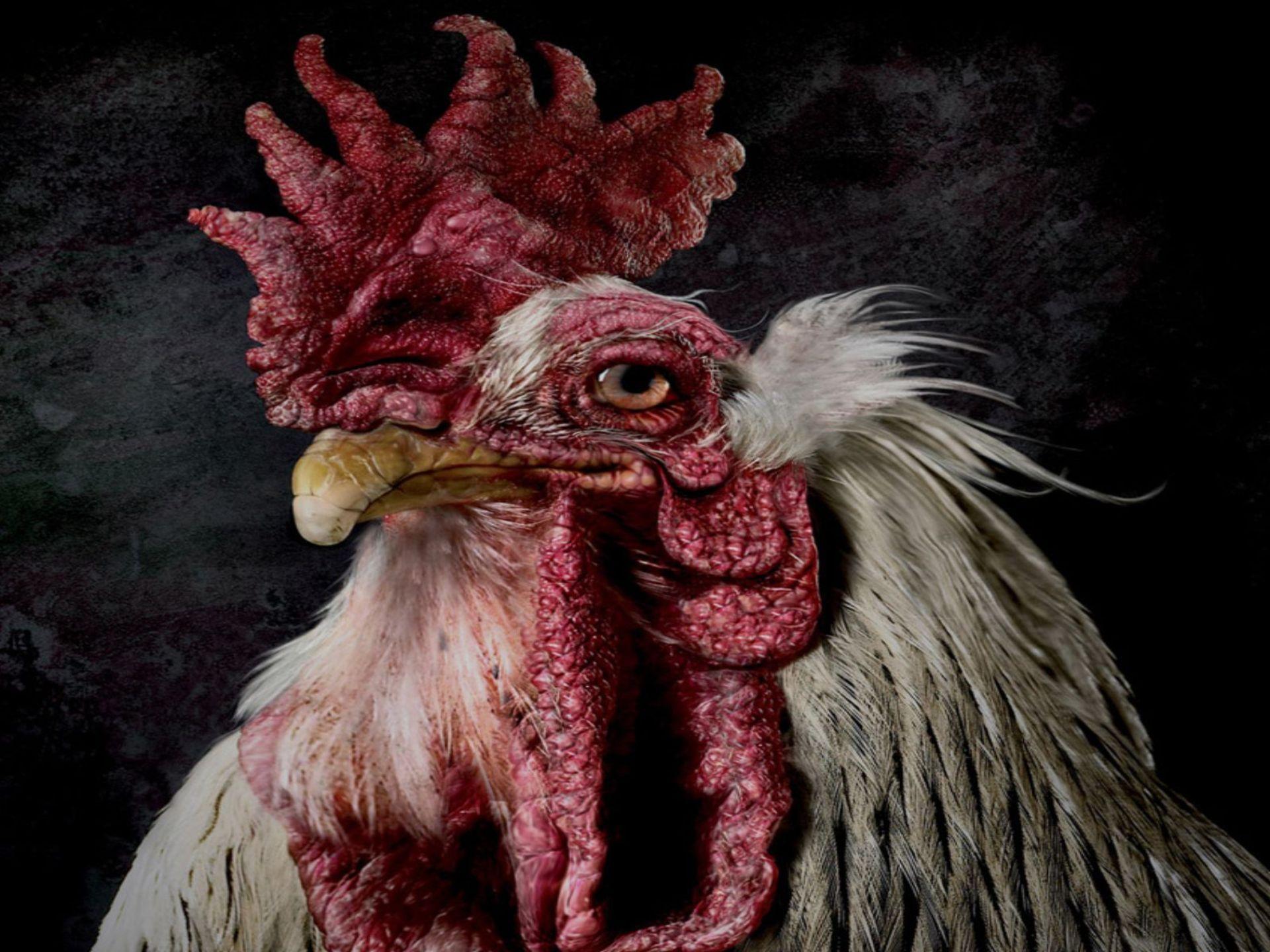 HD Old Rooster Wallpaper