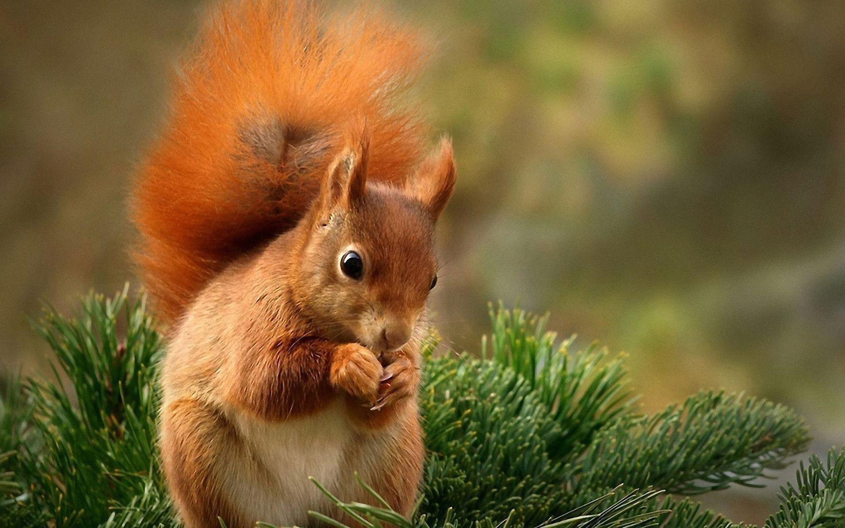 Squirrel Desktop Wallpaper