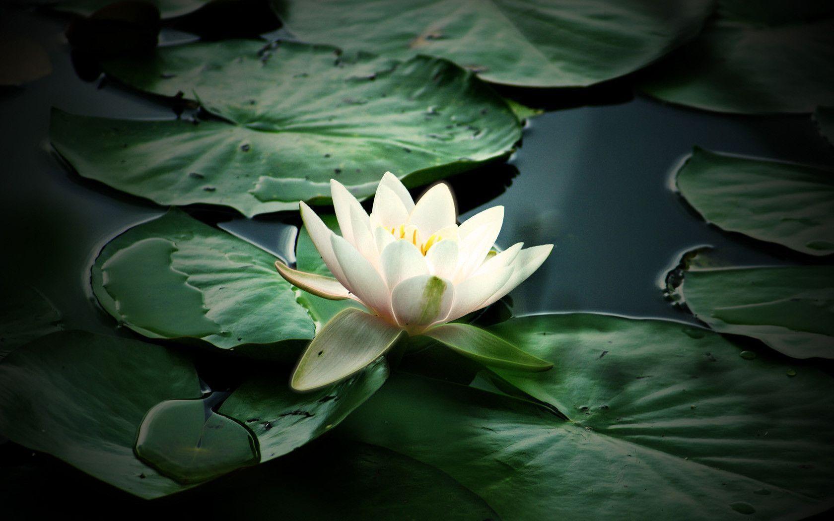 Download Beautiful Water Lily Flowers Wallpaper