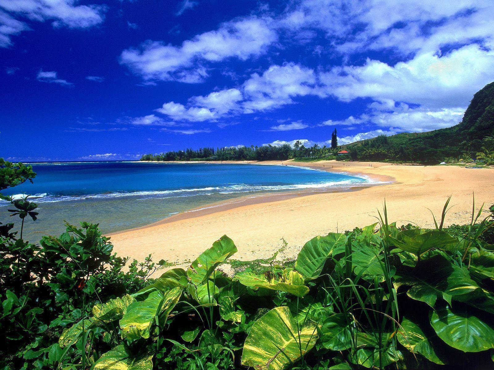 Hawaiian Beach Scene