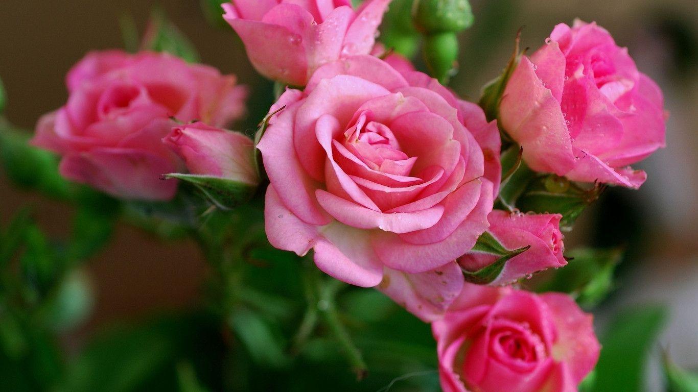 Beautiful Flower Wallpaper Desktop Widescreen 2 HD Wallpaper