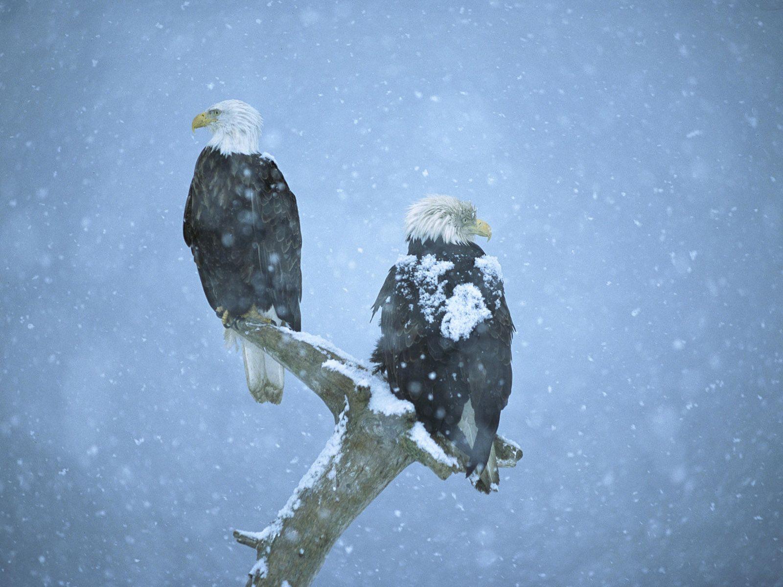Winter Birds Desktop Wallpaper. Winter Bird Photo