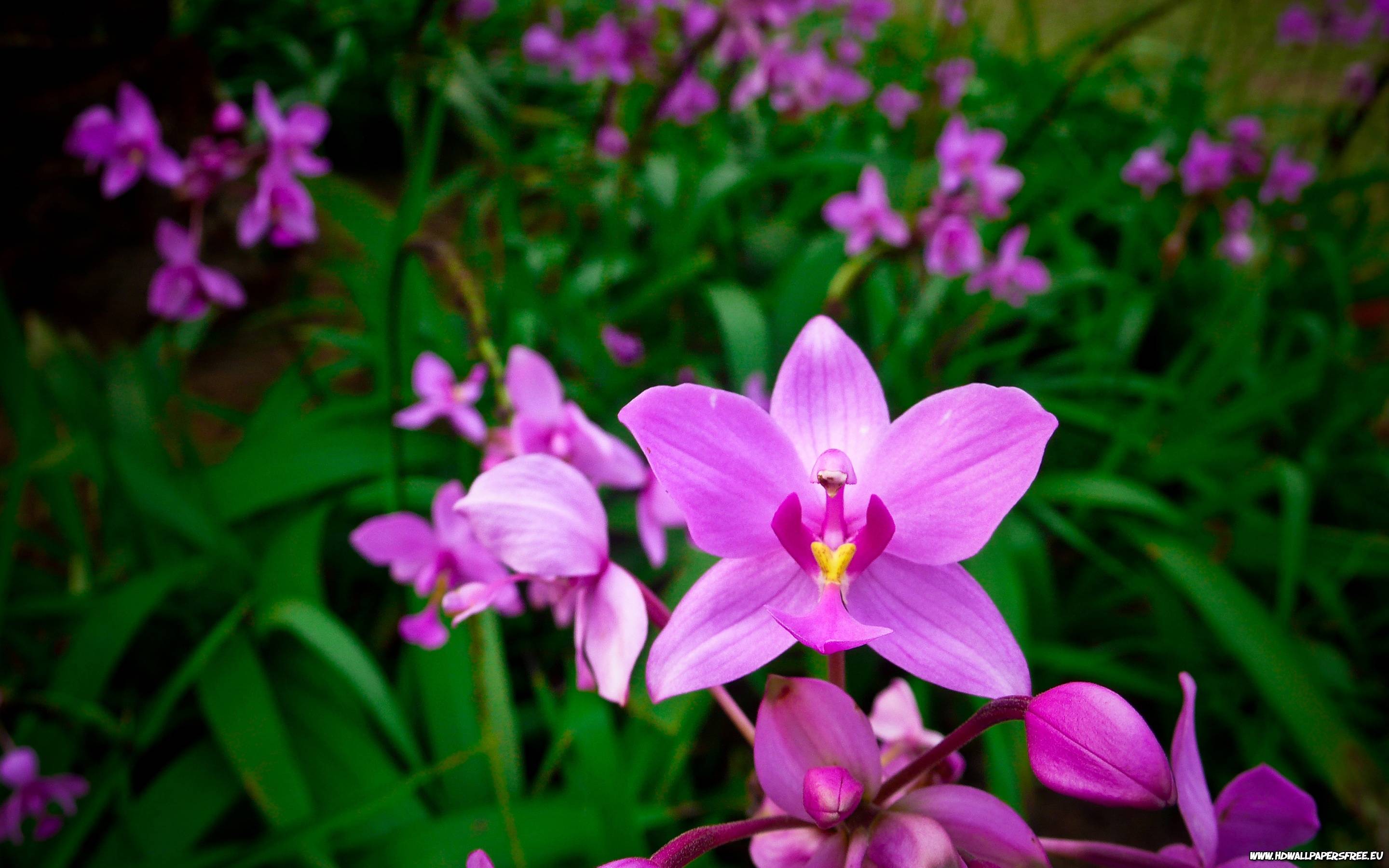 Purple Orchid wallpaper