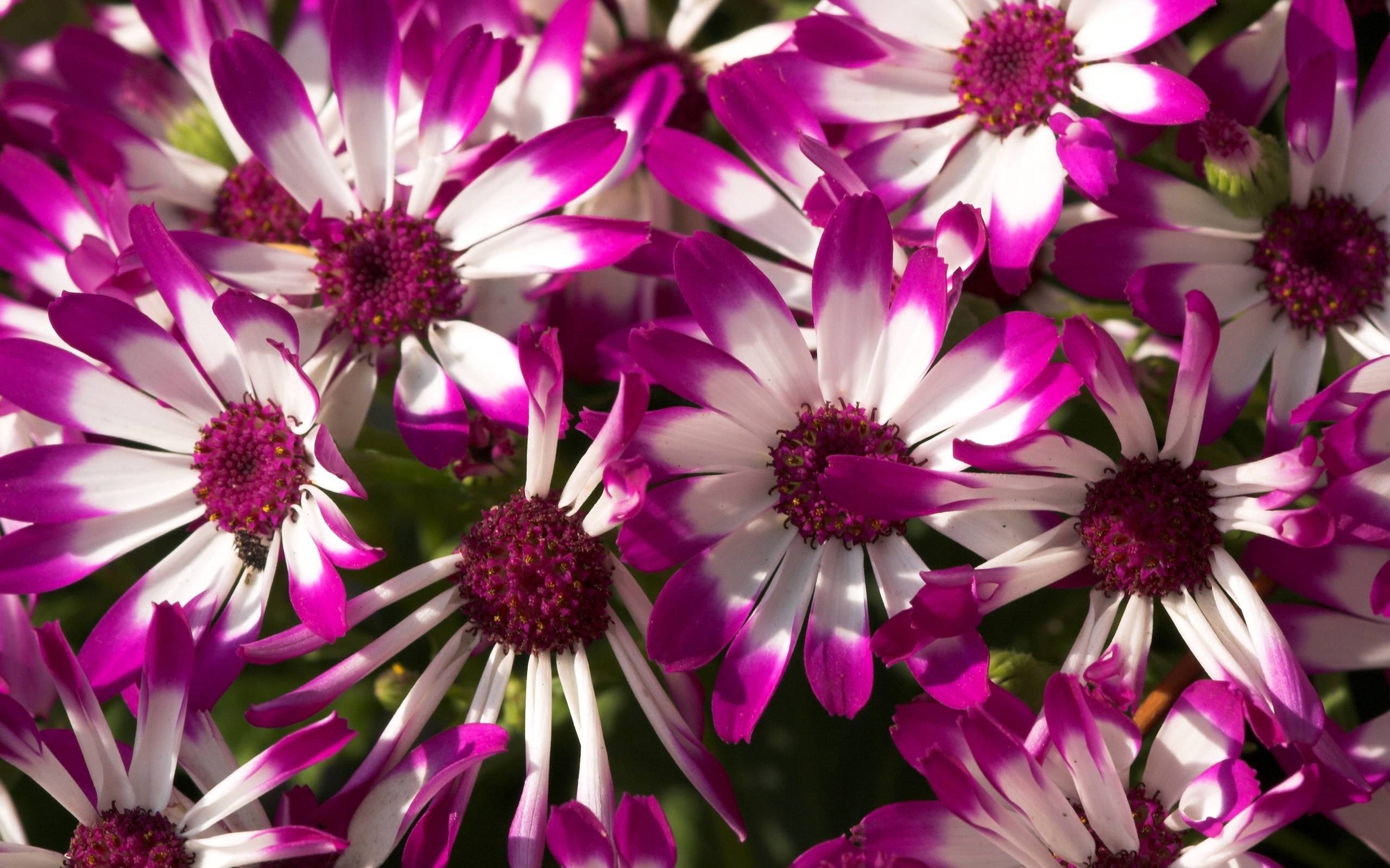 Purple Flowers Wallpaper. Purple Flowers Picture