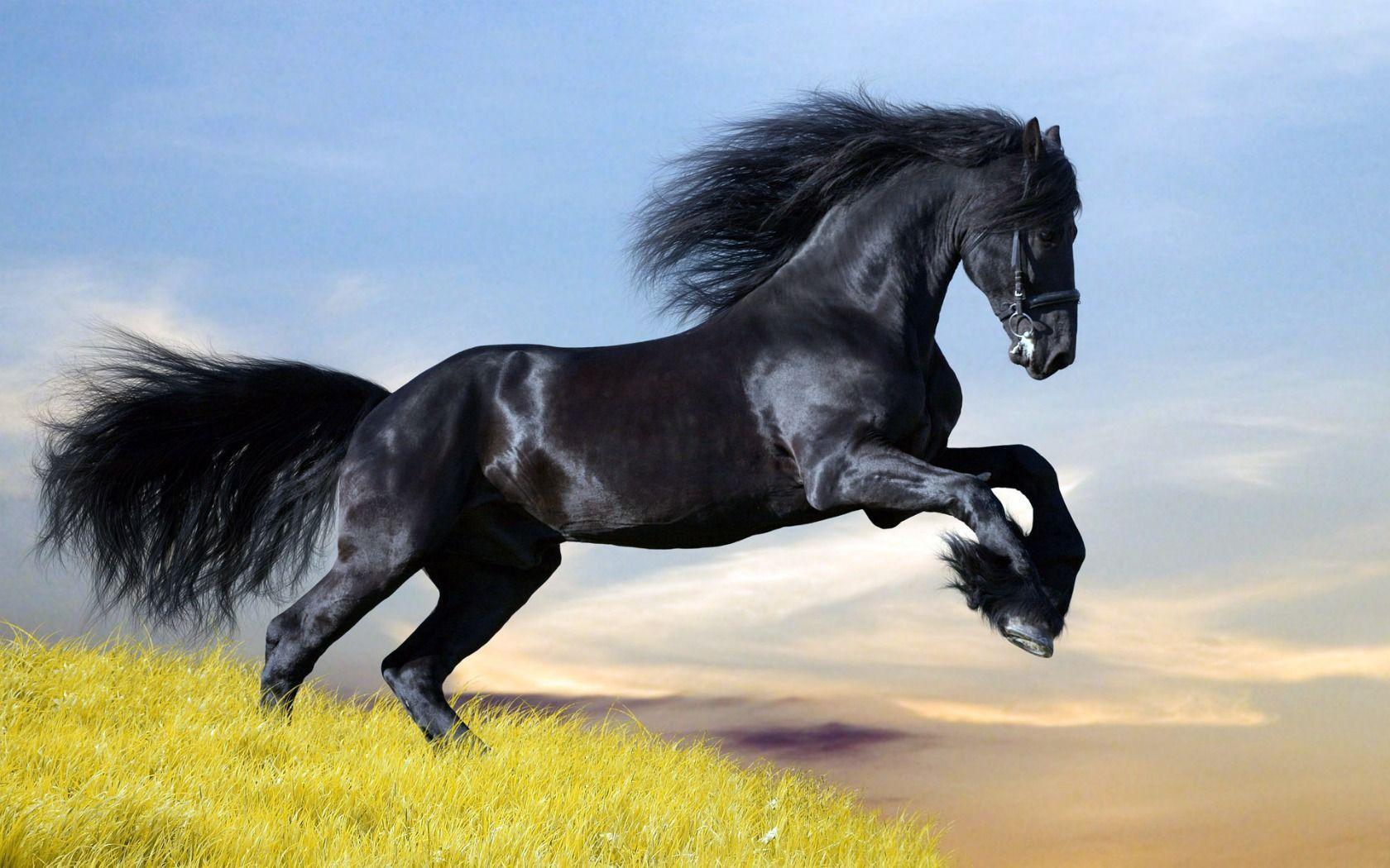 Black Horse wallpaper Wallpaper HD