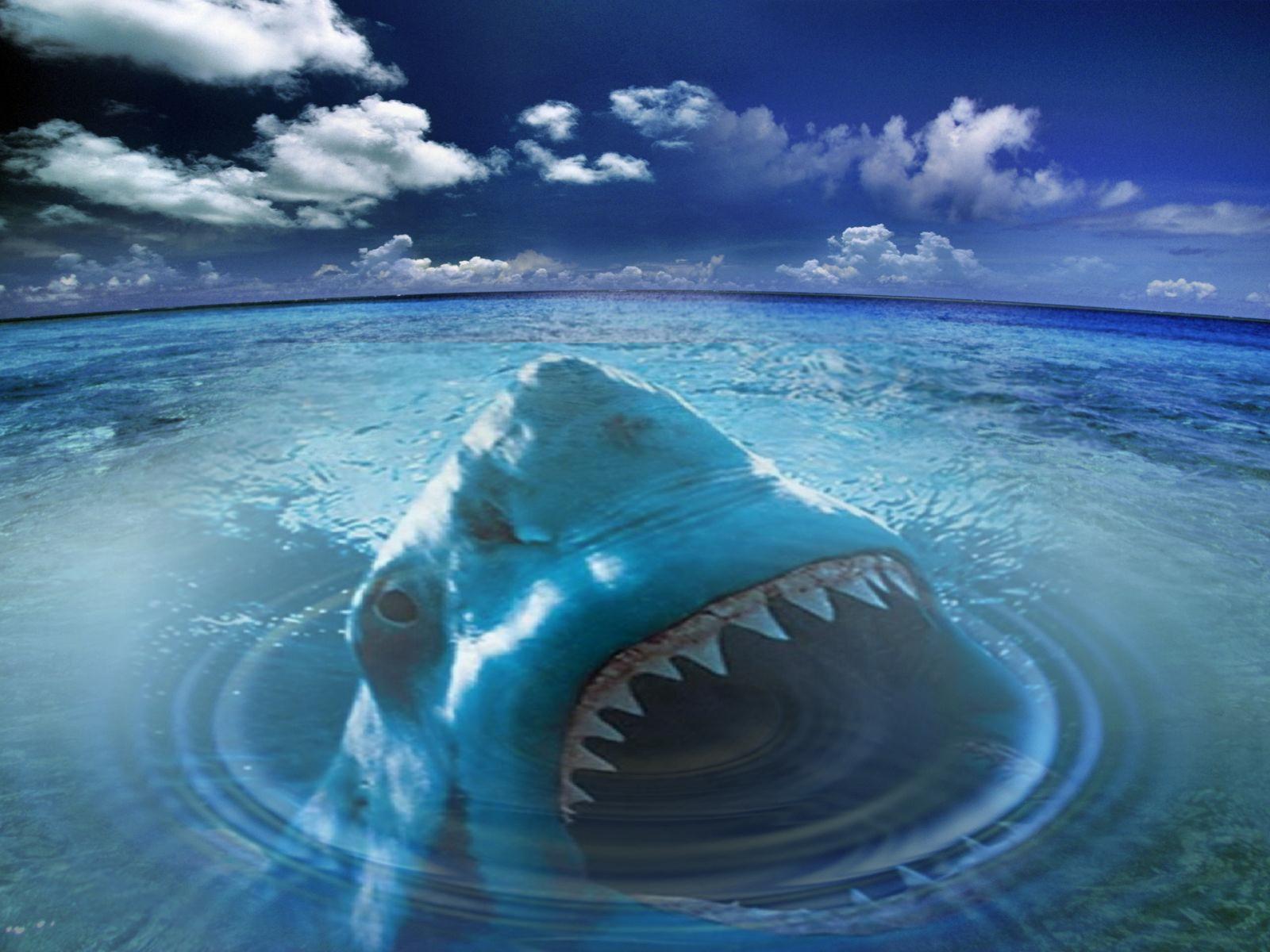 Silent Killer Water Drop Natural Shark Death HD wallpaper #