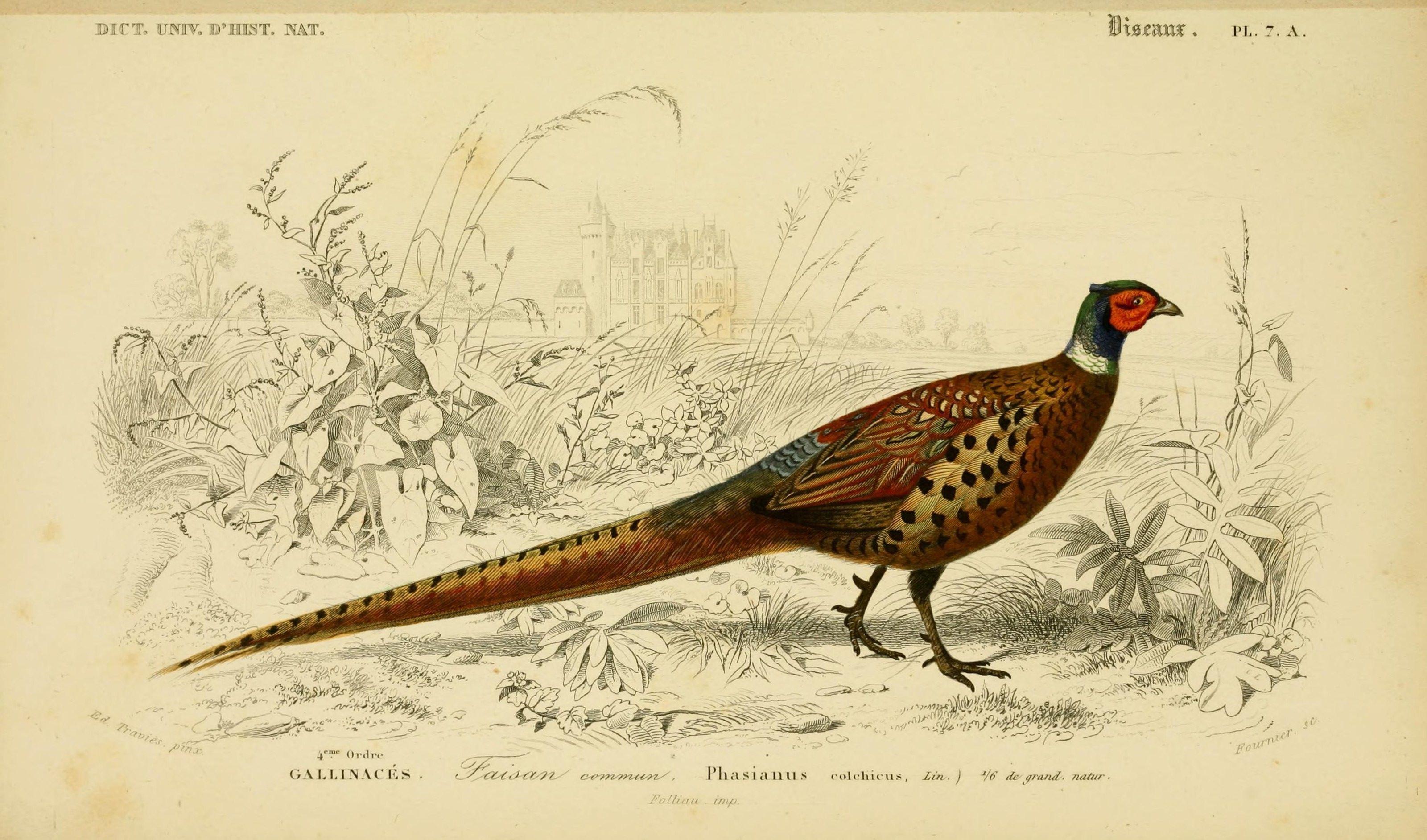 Animals For > Pheasant Wallpaper
