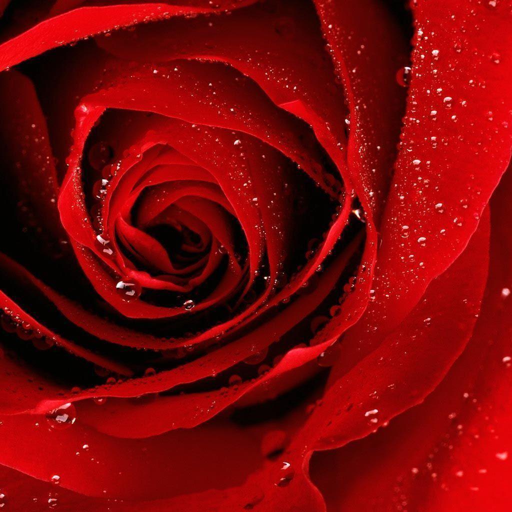 Red flower ipad wallpaper to download