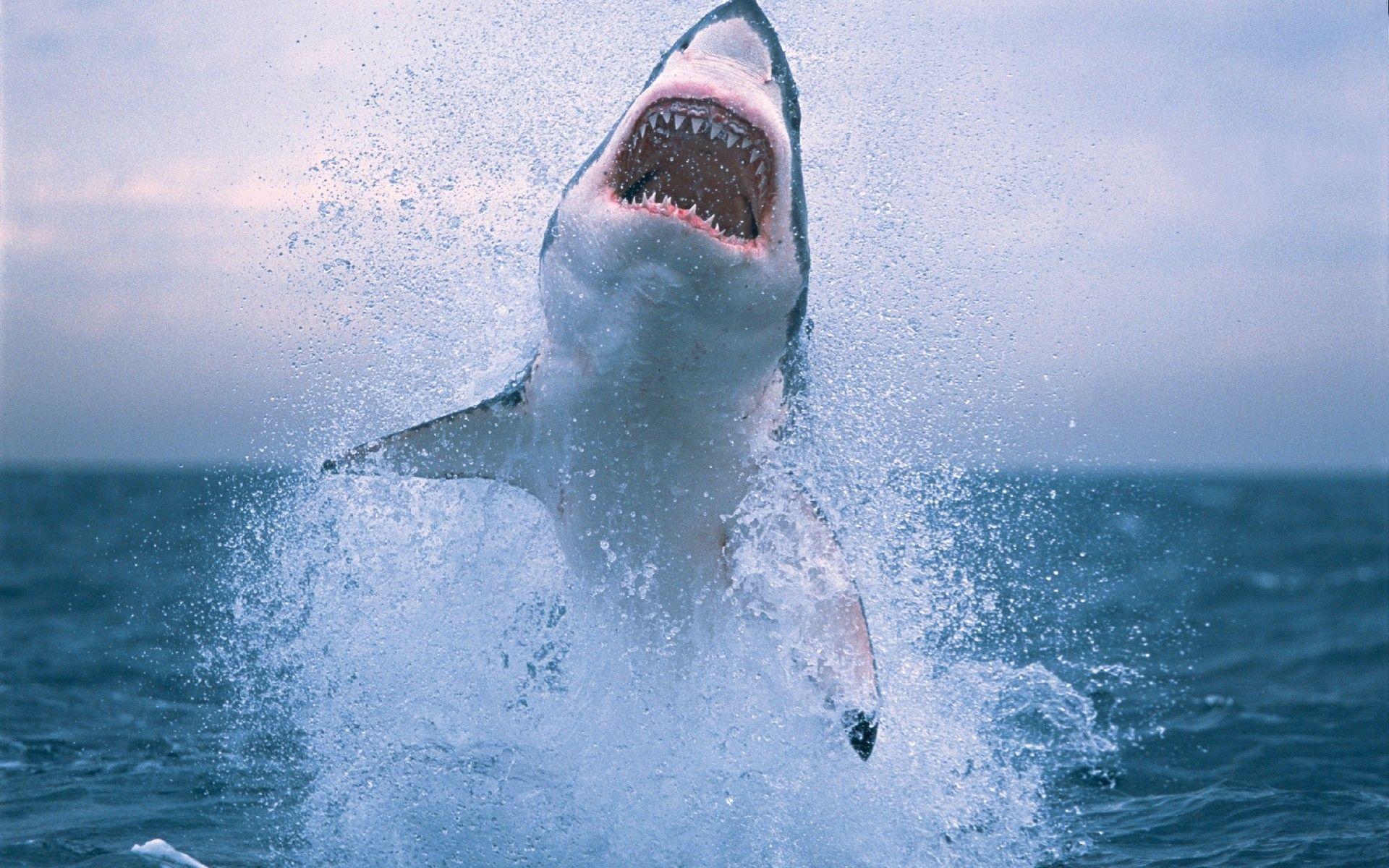 Great White Shark Wallpaper Wallpaper Inn