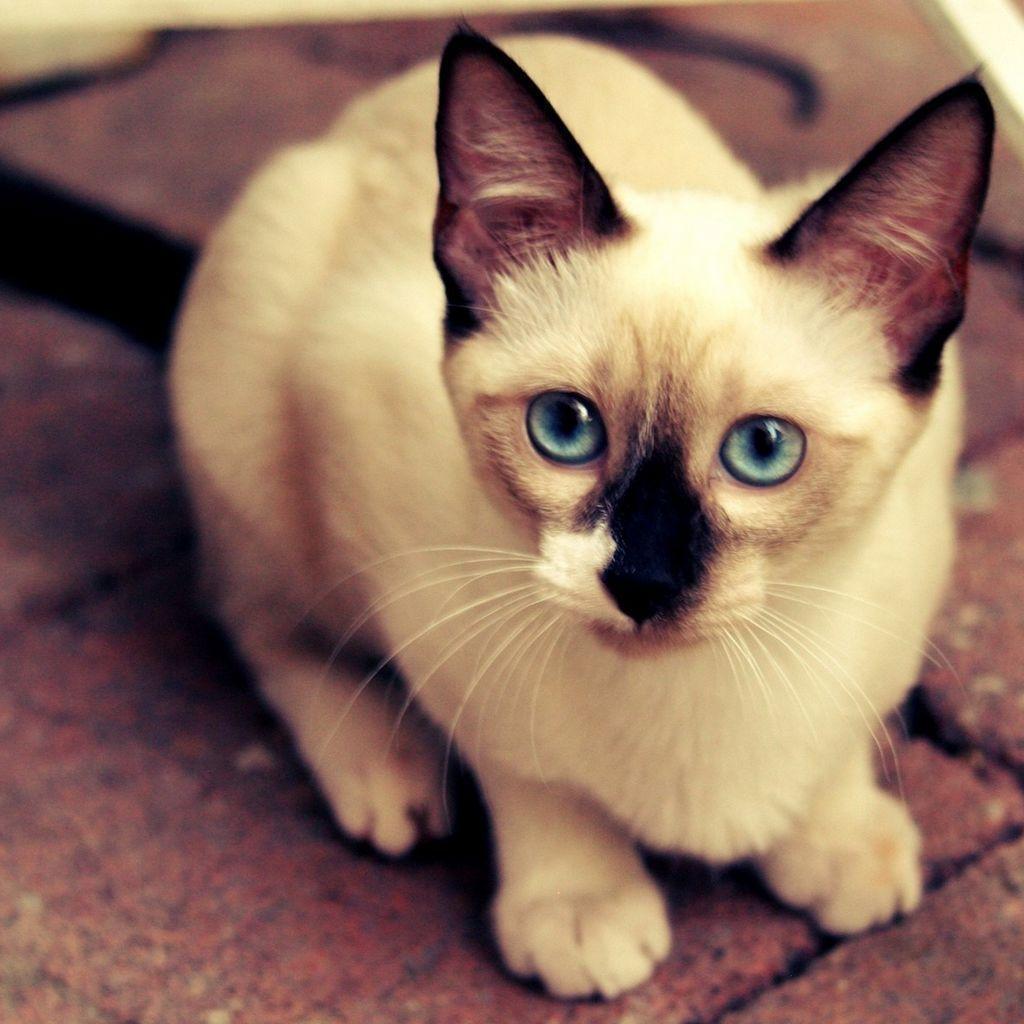 Cute Siamese Kitten Picture HD. Cats Wallpaper HD