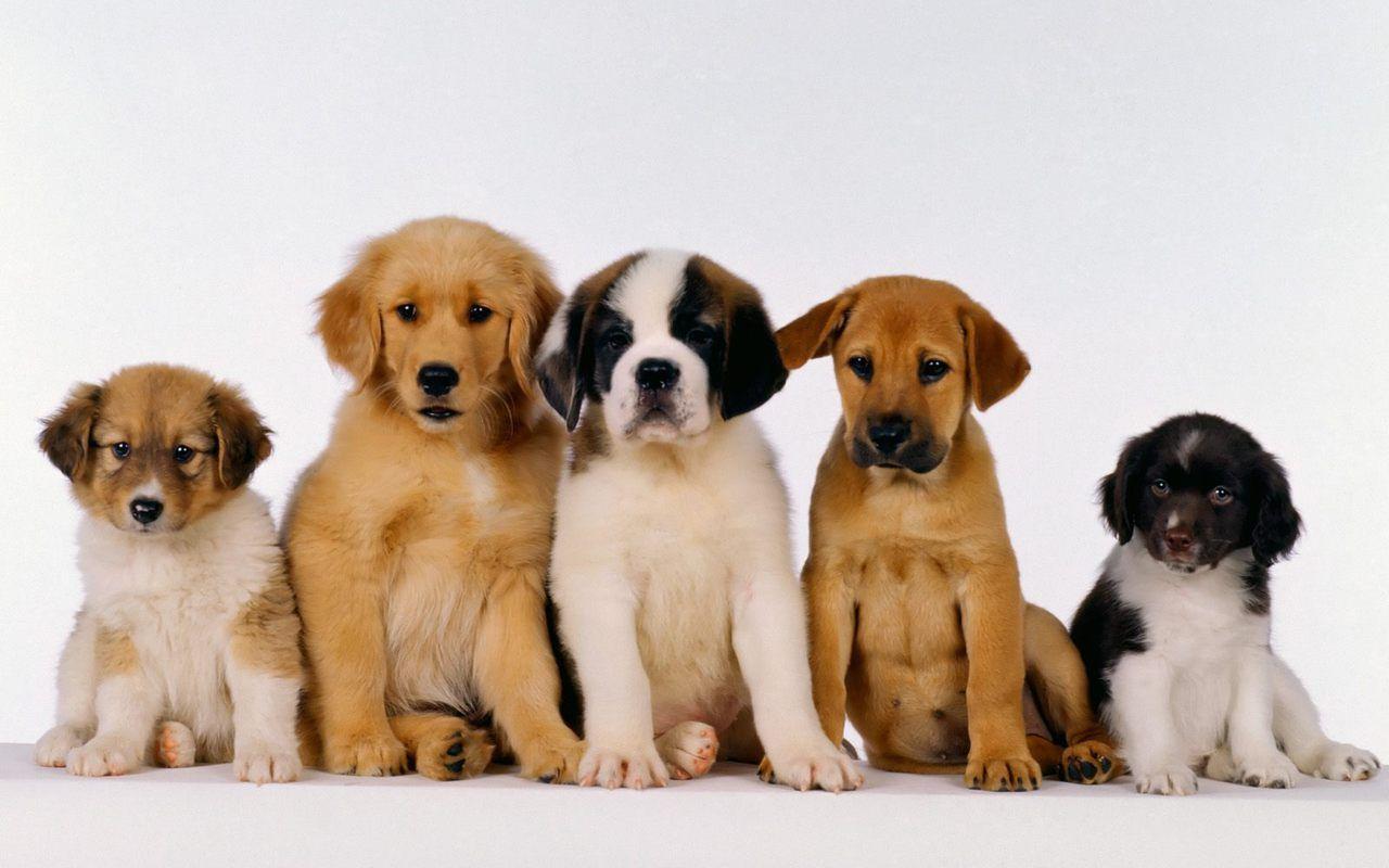 Cute Puppies