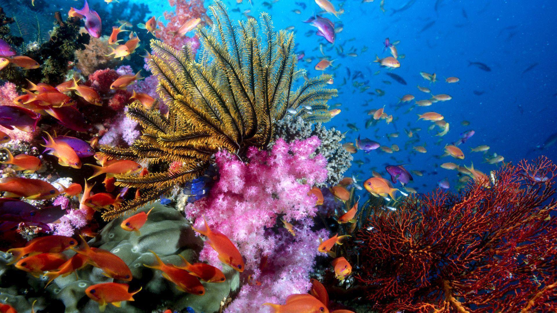 Sea Life Desktop Wallpaper