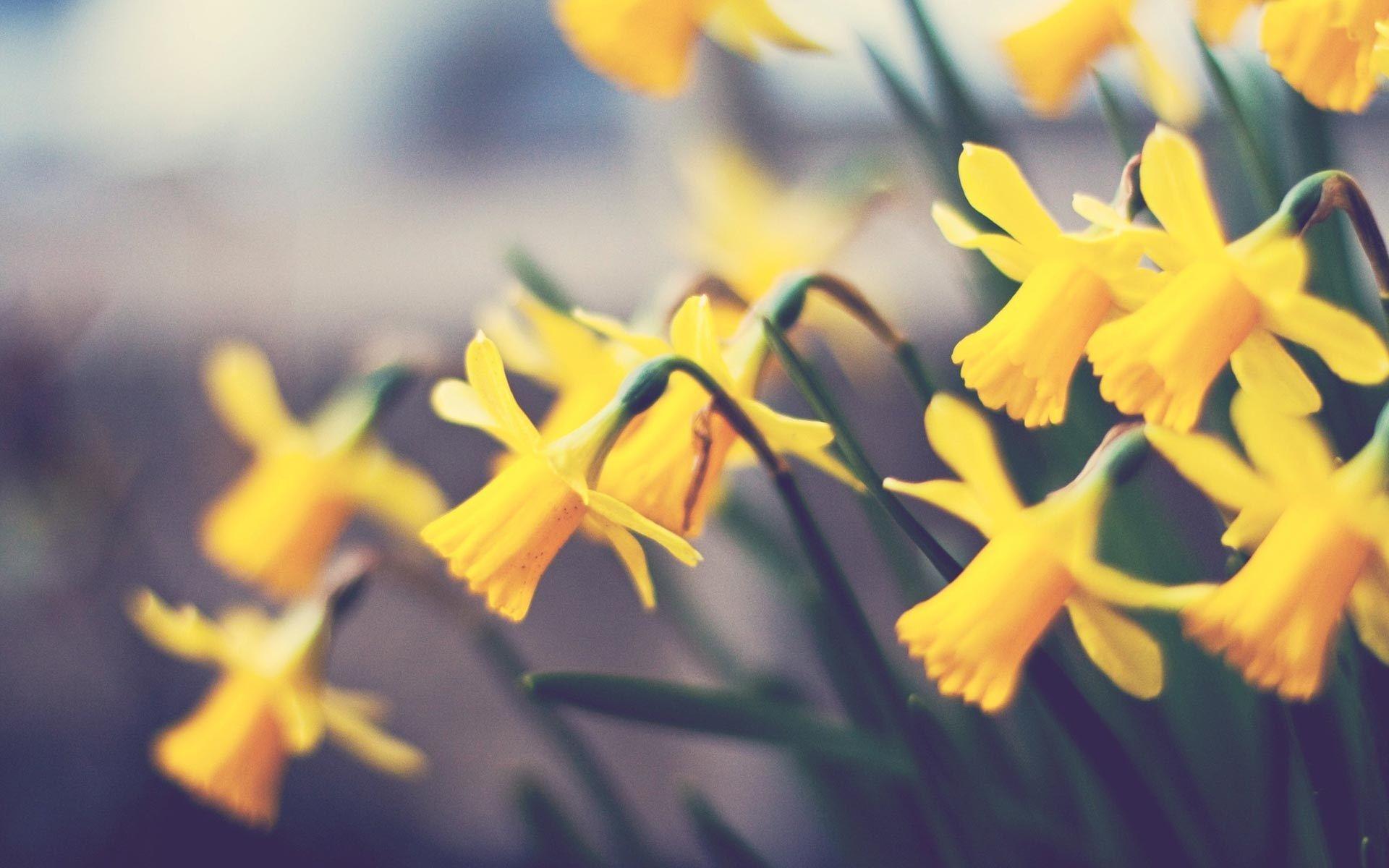Yellow Daffodils Flowers Nature HD Wallpaper
