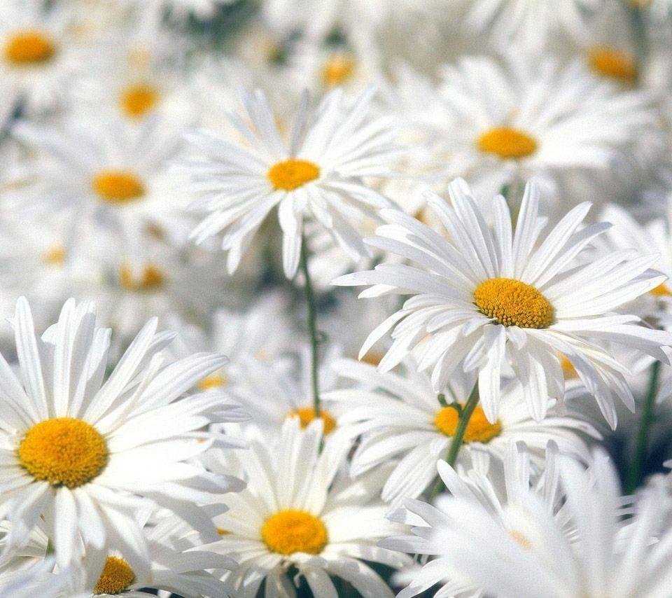 flowers for flower lovers.: Daisy flowers desktop wallpaper
