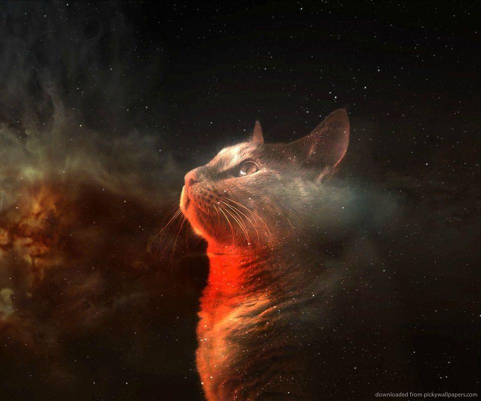 Download Amazing Space Cat Wallpaper For Samsung Epic