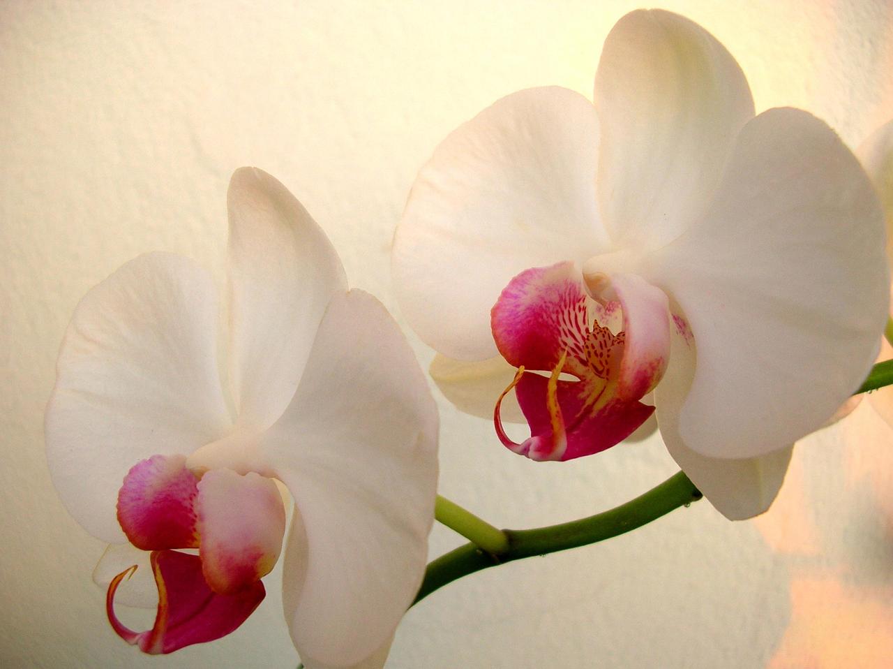 White Orchid Wallpaper and Picture Items