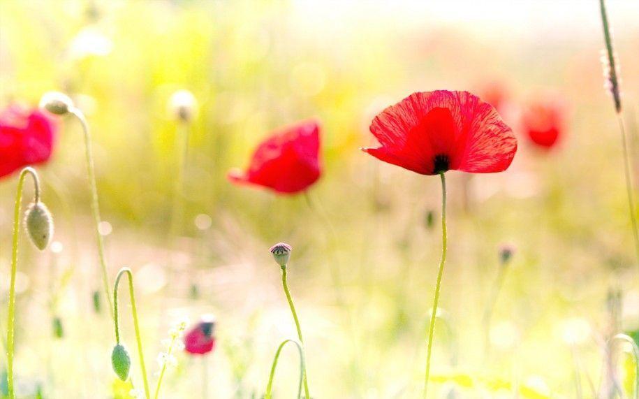 Cute HD Background&Desktop Background Wallpaper