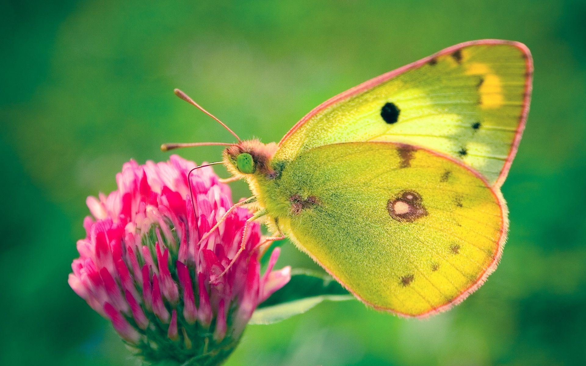 Wallpaper Tagged With BUTTERFLY. BUTTERFLY HD Wallpaper