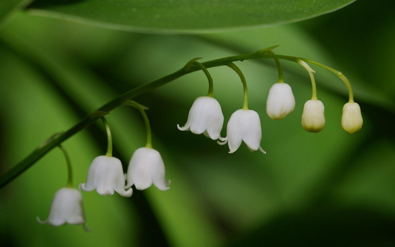 Lily of the valley 1280x800 Wallpaper