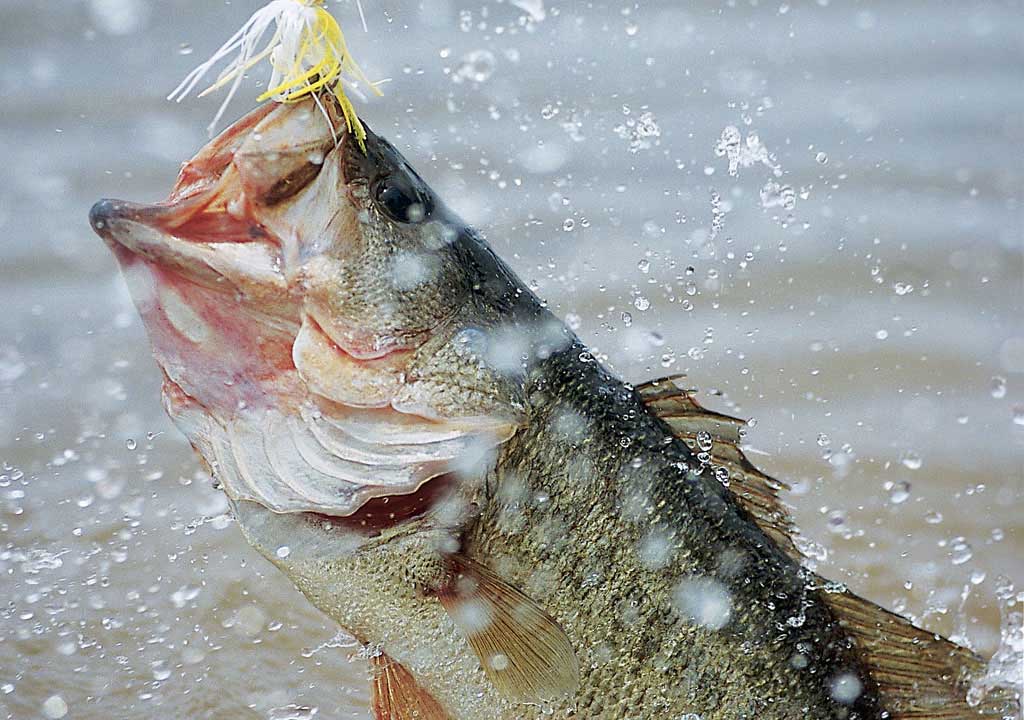Bass Fish Wallpapers Hd Backgrounds 8 Pics