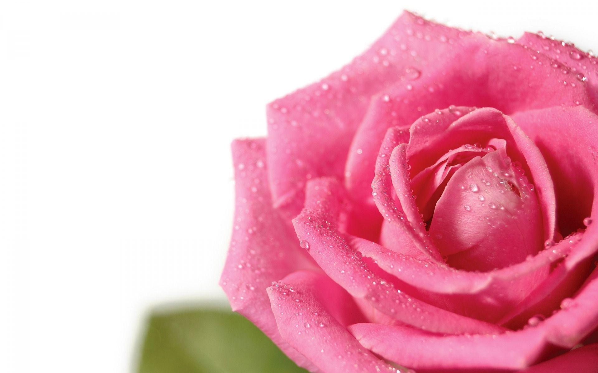 Pink Rose Picture Wallpaper