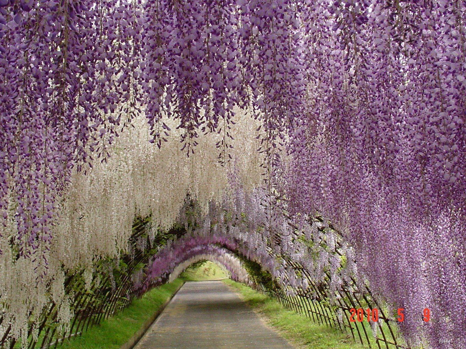 Gadgets Info Available: Wallpaper Wisteria