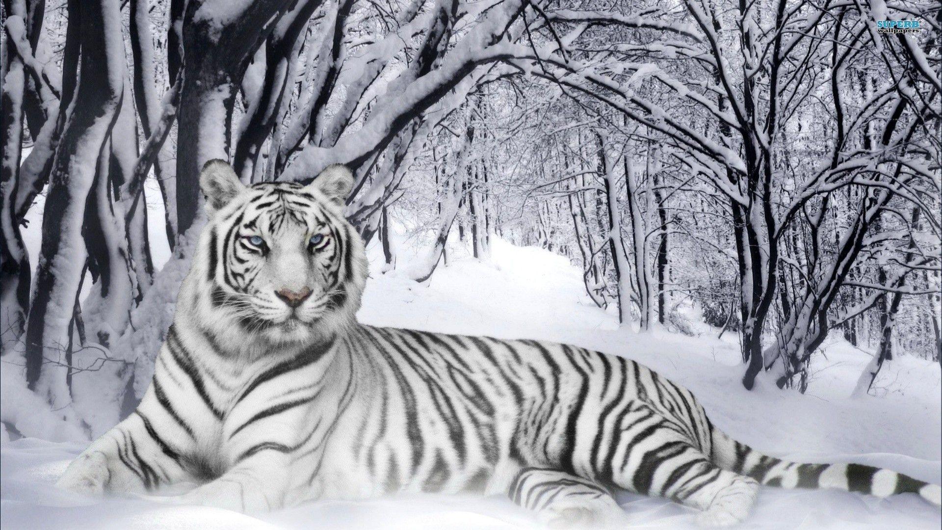 Animals For > Tiger Image For Desktop