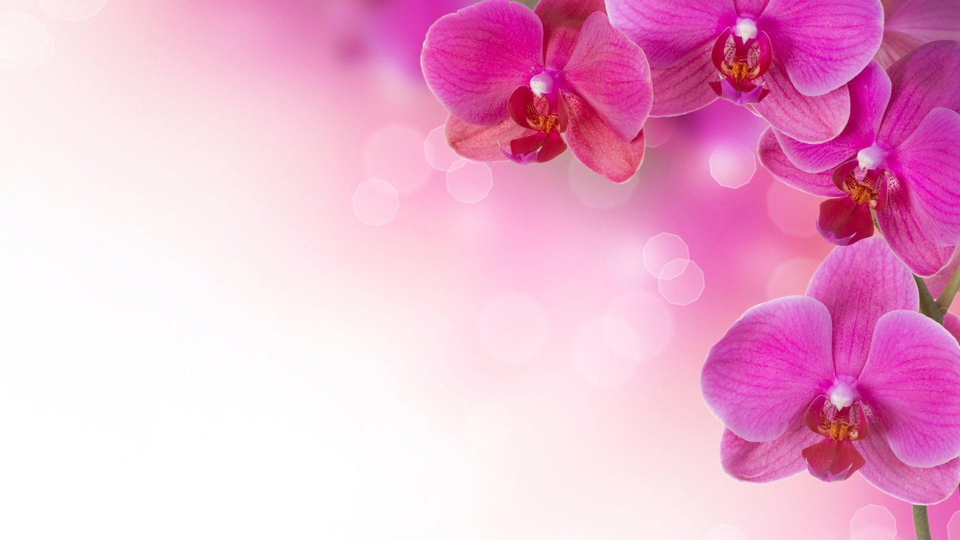 Wallpaper For > Pink Flower Desktop Background