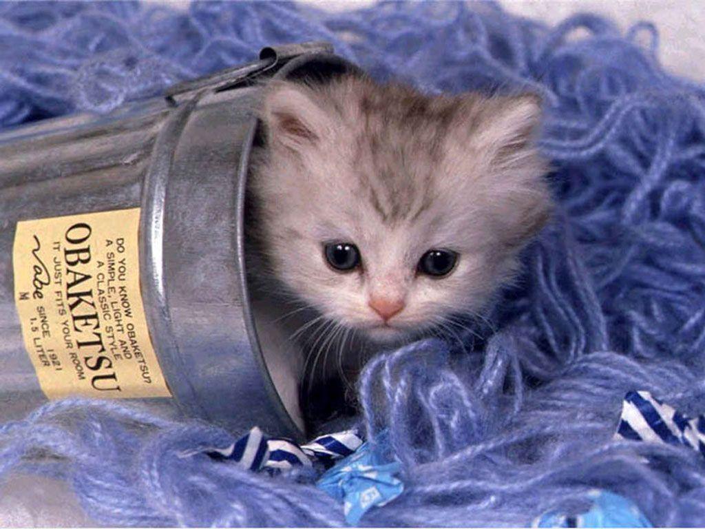cute little cat wallpaper Search Engine