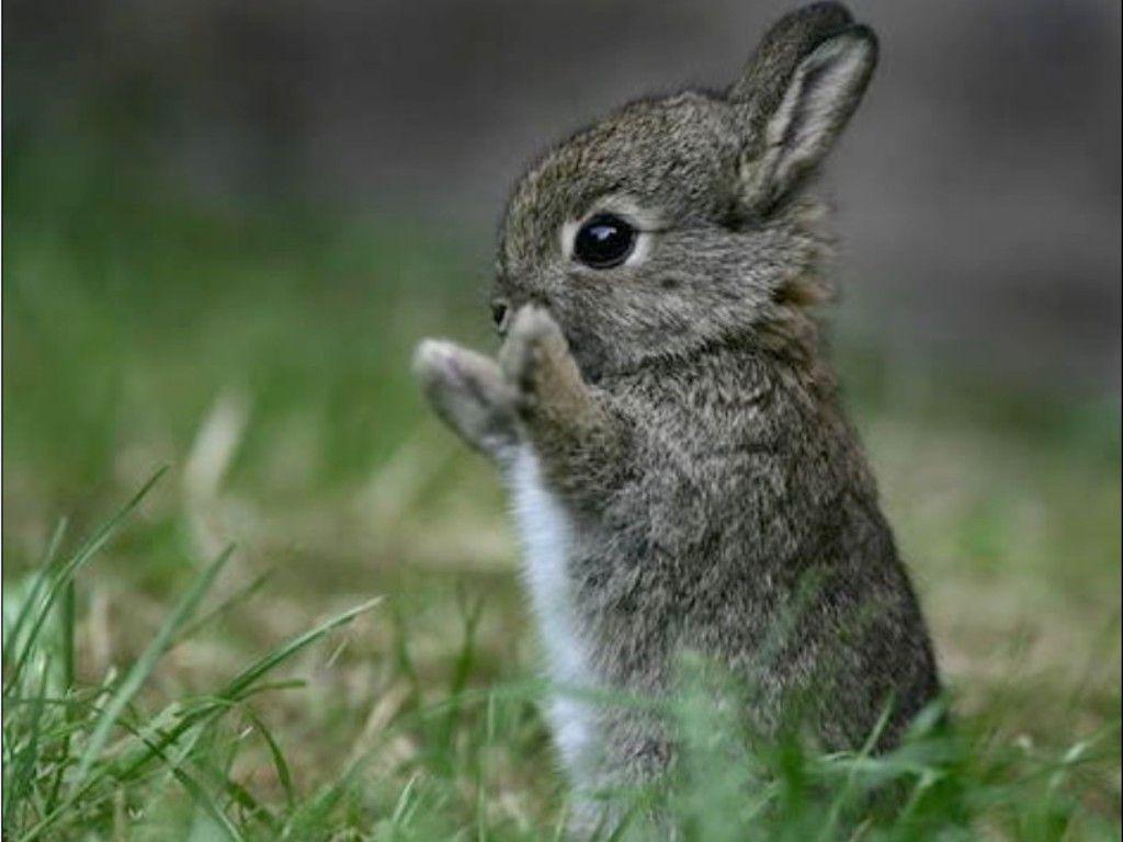 super cute baby bunnies wallpaper