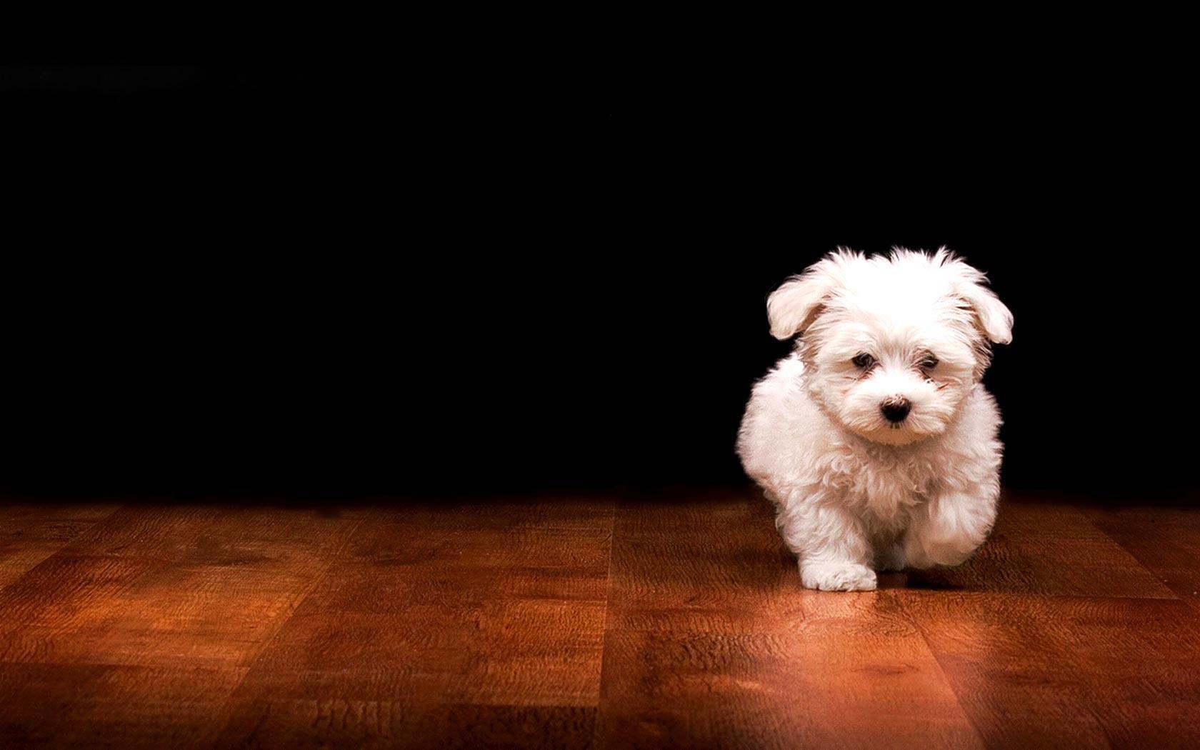 Desktop Wallpaper · Gallery · Animals · White fluffy puppy. Free
