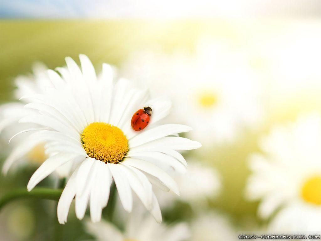 Insect On Daisy Flower Wallpaper, Image & Picture. Download HD