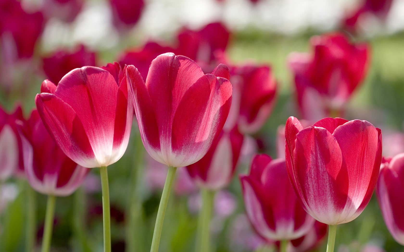 Tulips in Spring desktop background