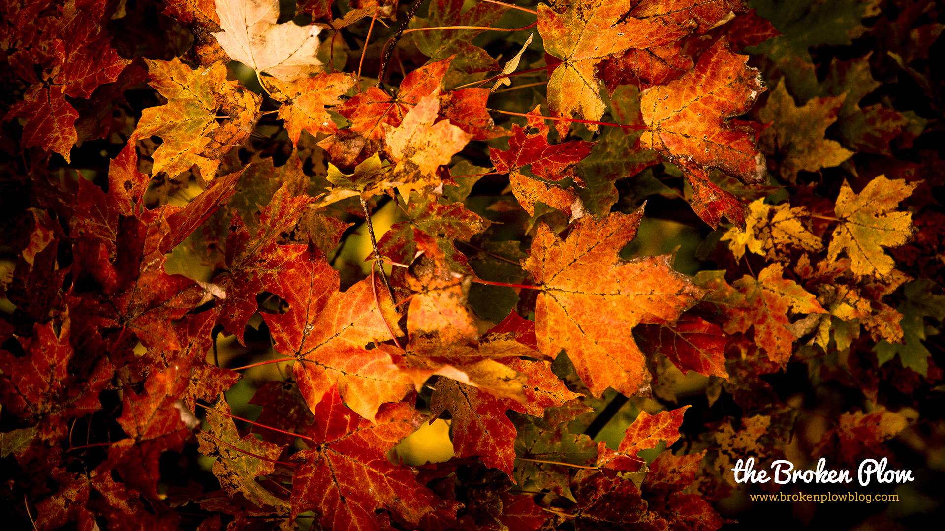 Autumn Background wallpaper