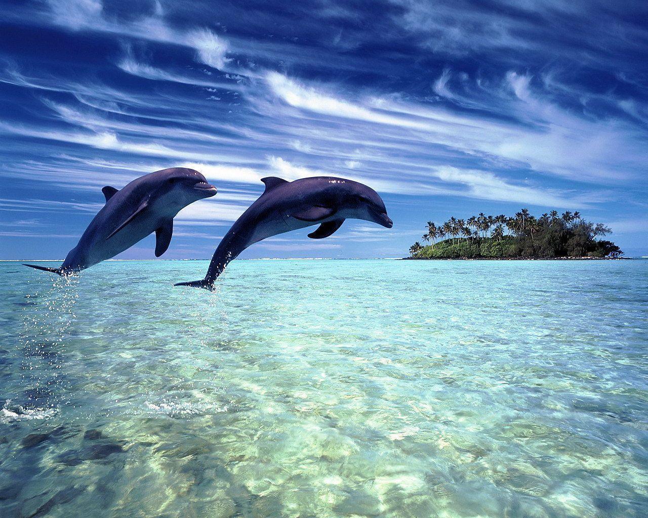 QQ Wallpaper: High Definition Dolphin Desktop Wallpaper and Image