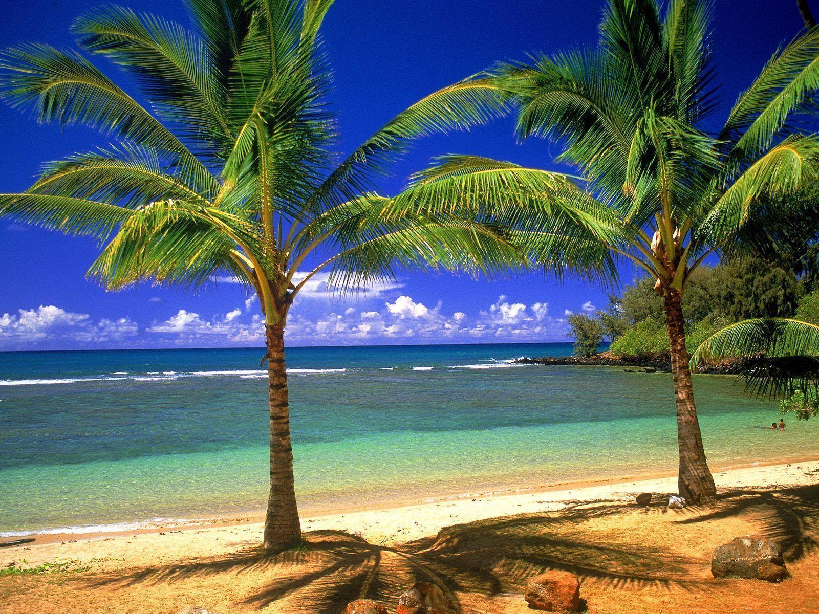 Tropical beach wallpaper free for Sharing
