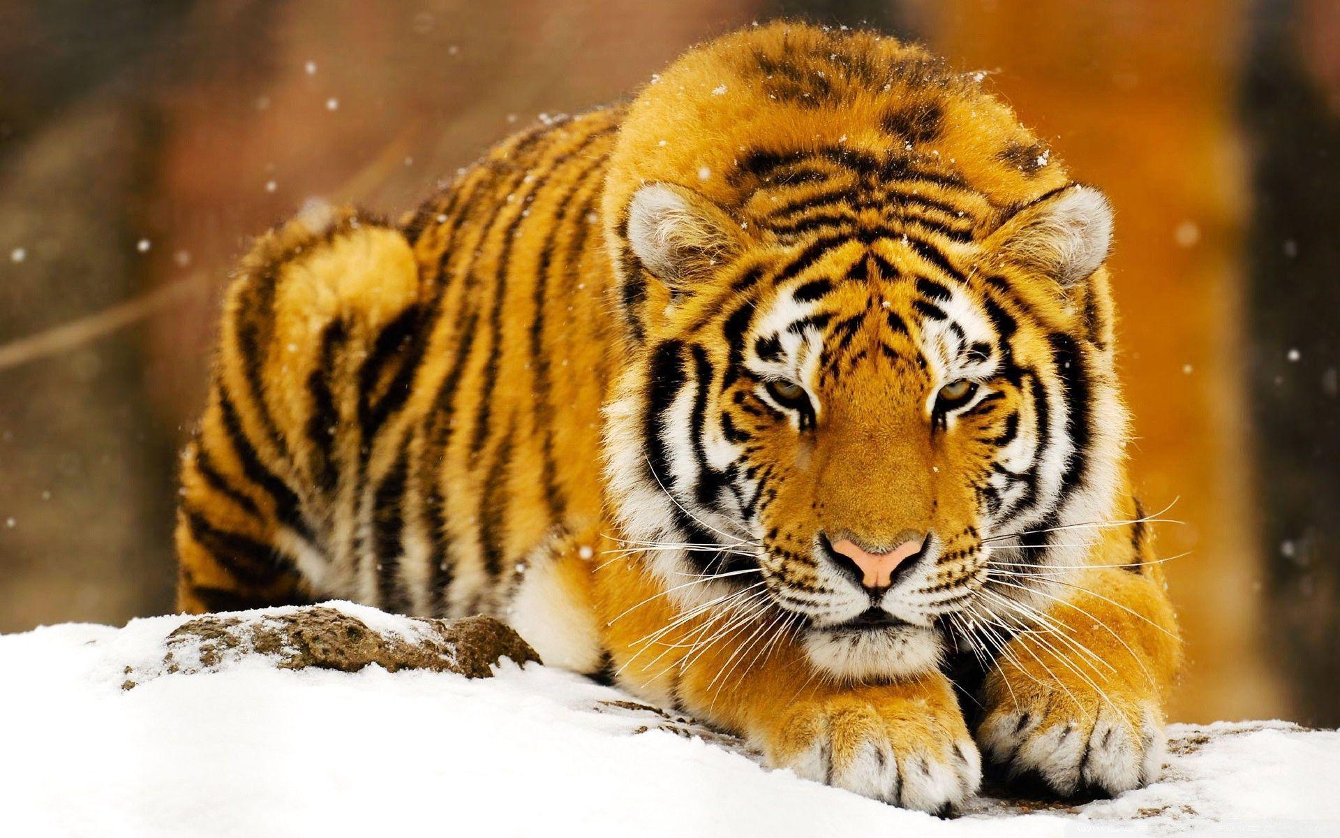 Interesting Animals Siberian Snow Tiger Desktop Wallpaper for Mac