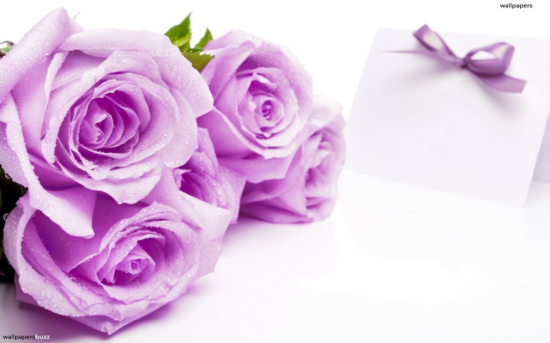 image For > Purple Rose With White Background