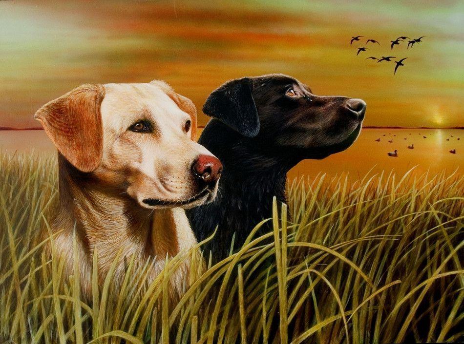 Hunting Dog Breeds Picture
