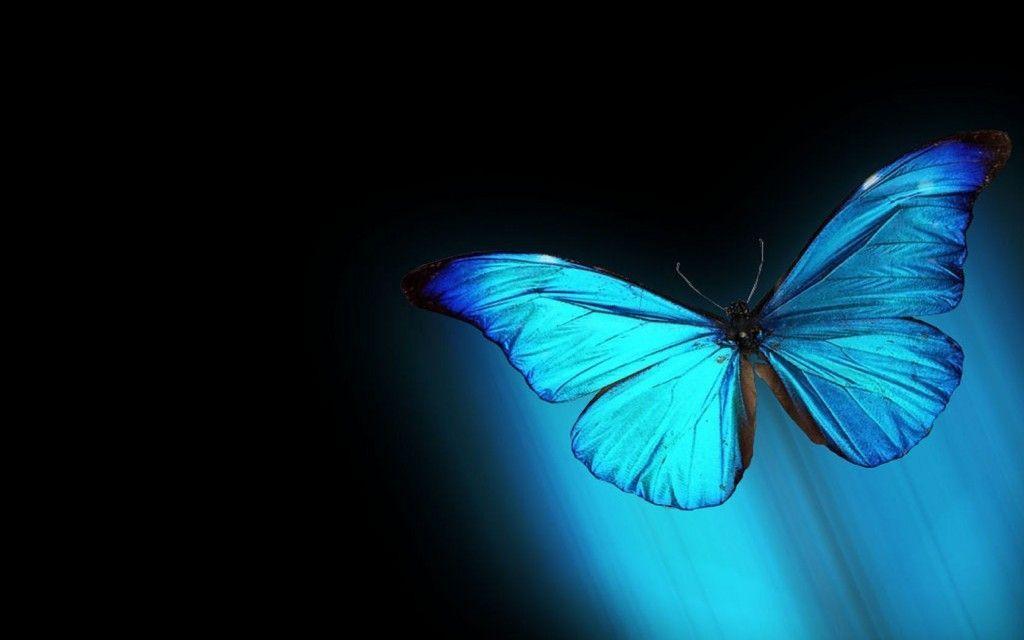 Simple Colourfull Butterfly HD Full Size Image. HD