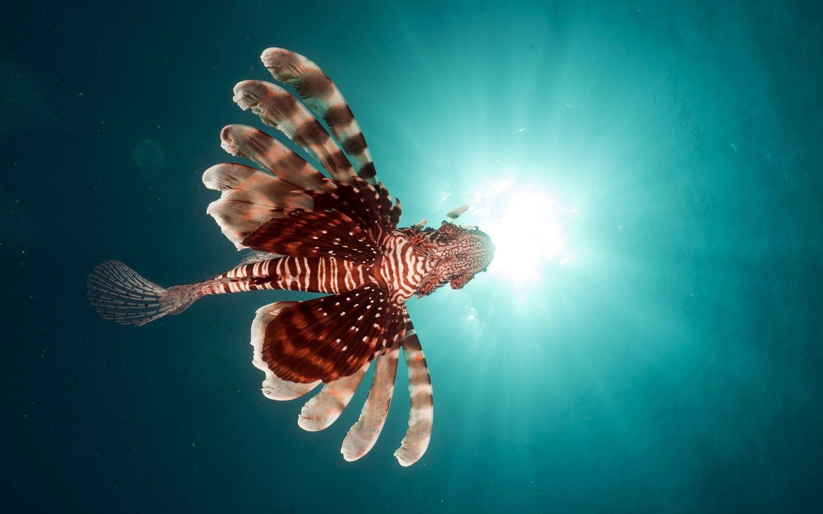 Lion Fish Under Water Wallpaper