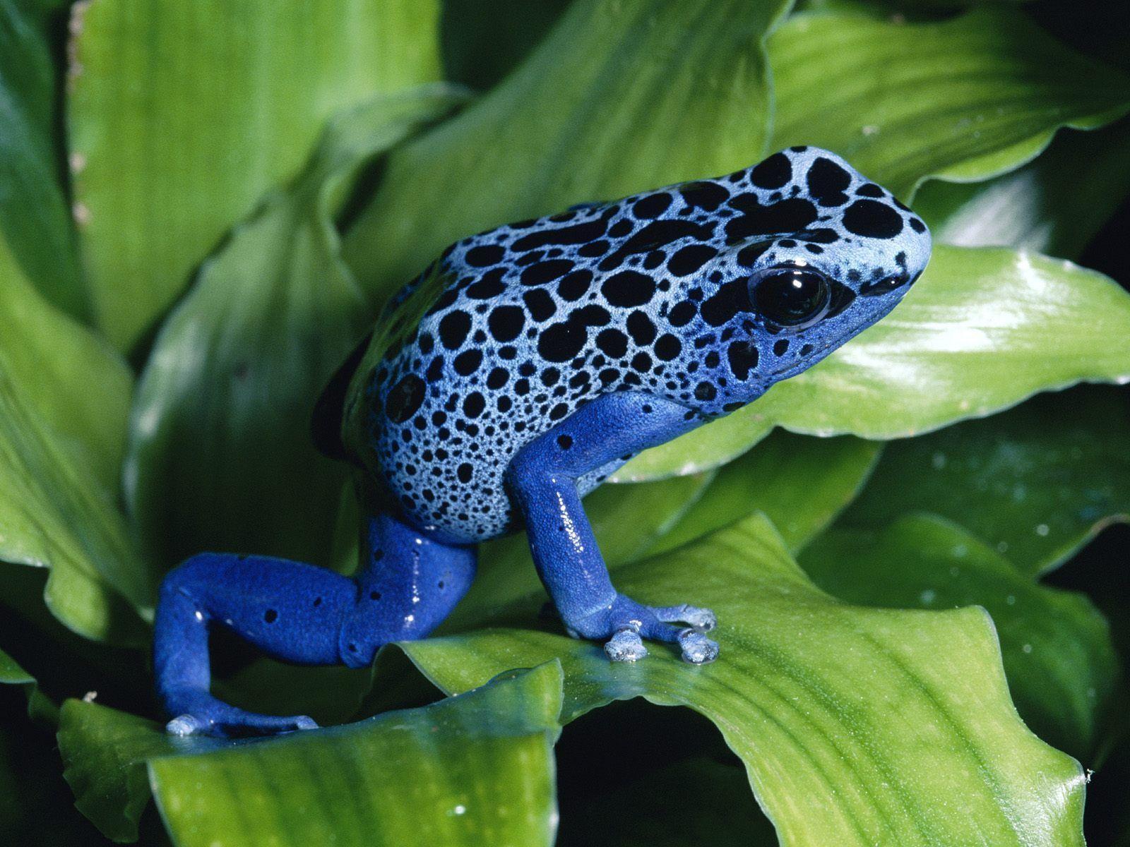 Poison frog