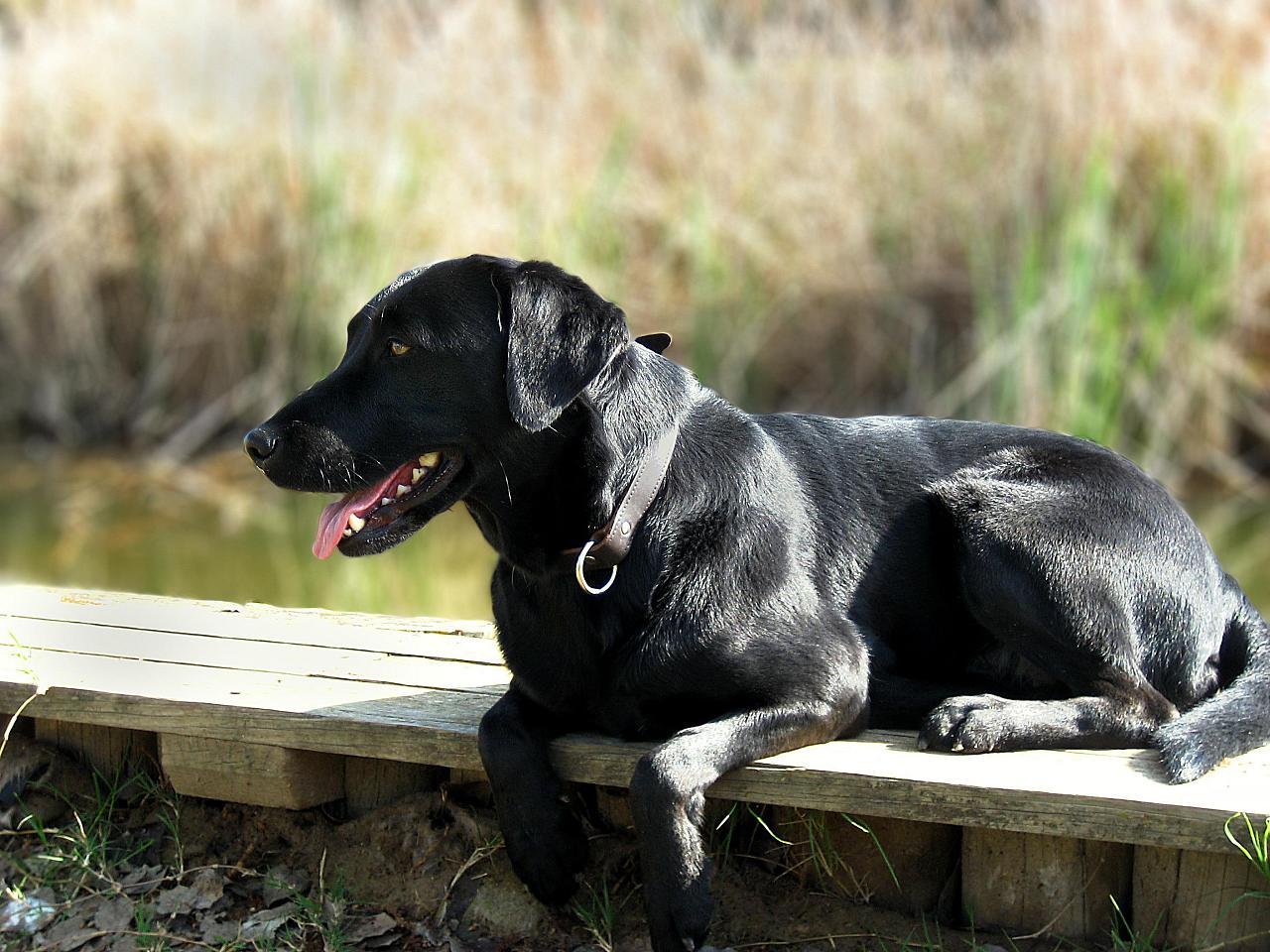 Labrador Retriever Dog, Characteristics, Temperament and Exercise