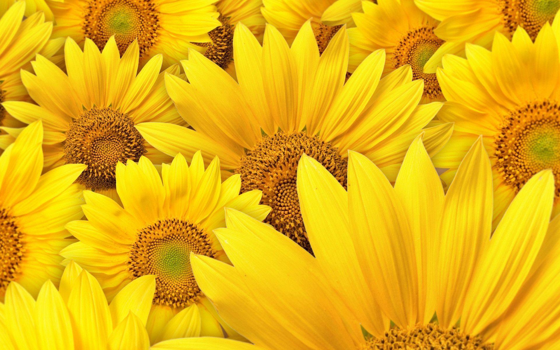 Sunflower Lot Of Yellow Wallpaper For Mac, HQ Background. HD