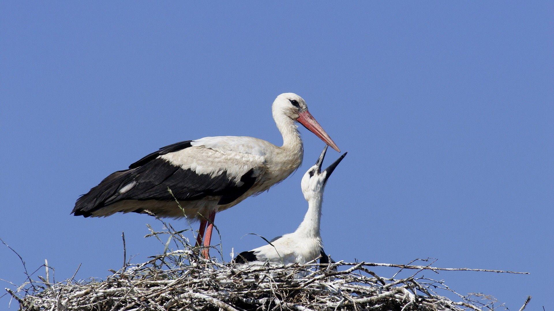 traditional chinese wallpaper - stork | Thiệp, Ảnh bìa