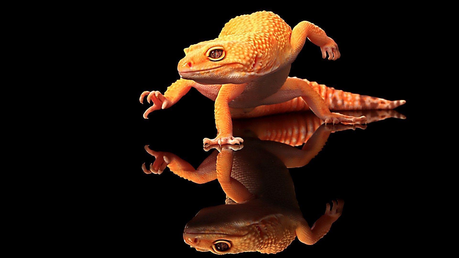 Cool Lizard Wallpaper. Download HD Wallpaper