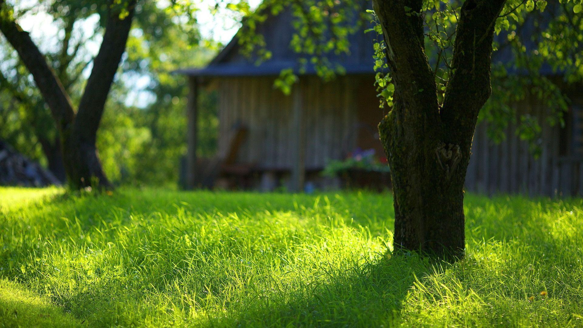 Summer garden green grass Wallpaper