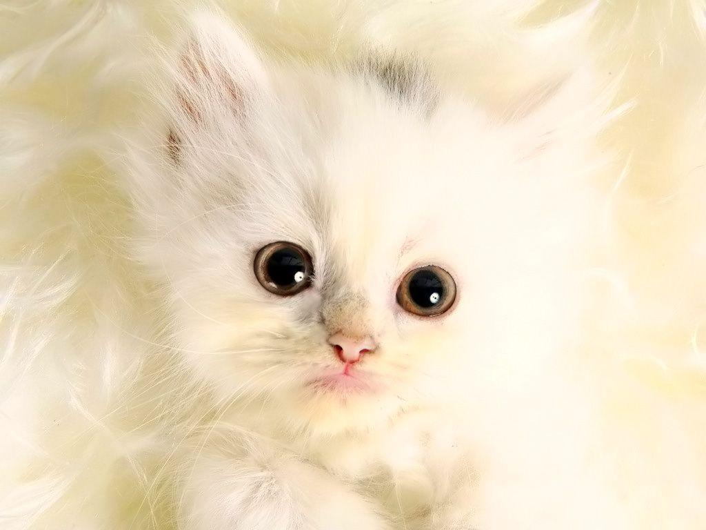 Desktop Wallpaper · Gallery · Animals · White Kitten desktop